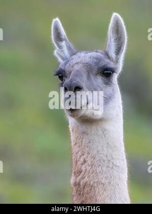 Guanaco (Llama guanicoe), Huanaco, adulte, portrait d'animaux, Parc National Torres del Paine, Patagonie, bout du monde, Chili Banque D'Images