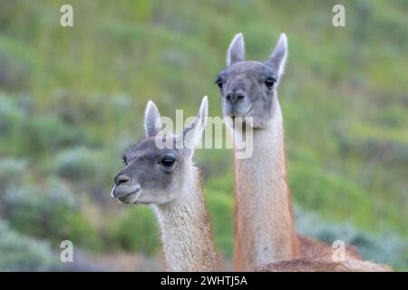 Guanaco (Llama guanicoe), Huanaco, adulte, portrait d'animaux, Parc National Torres del Paine, Patagonie, bout du monde, Chili, Amérique du Sud Banque D'Images