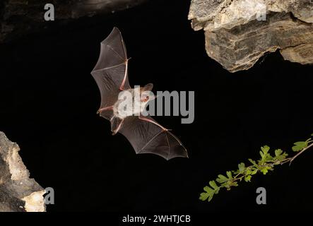 La chauve-souris de Bechstein (Myotis bechsteinii) en vol, Thuringe, Allemagne Banque D'Images