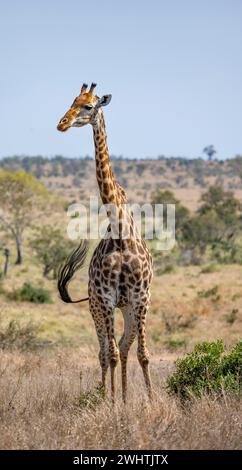 Girafe du Sud (Giraffa giraffa giraffa), debout dans l'herbe sèche, savane africaine, parc national Kruger, Afrique du Sud, Afrique Banque D'Images