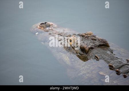 Crocodile du Nil (Crocodylus niloticus) dans l'eau, parc national Kruger, Afrique du Sud Banque D'Images