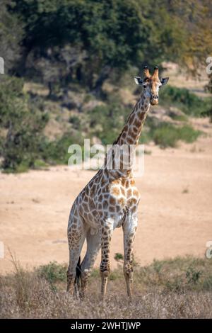 Girafe du Sud (Giraffa giraffa giraffa), debout dans la savane africaine sèche, parc national Kruger, Afrique du Sud Banque D'Images