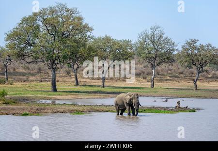 Éléphant d'Afrique (Loxodonta africana), taureau debout dans l'eau au bord d'un lac, parc national Kruger, Afrique du Sud Banque D'Images