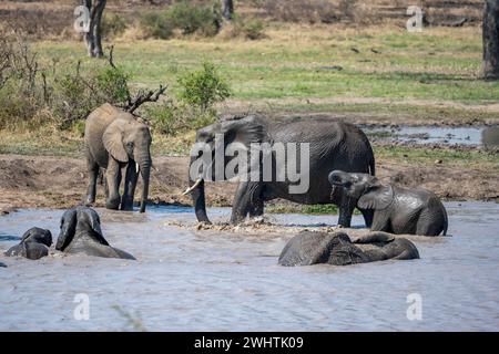 Éléphants d'Afrique (Loxodonta africana), troupeau baignant et buvant dans l'eau d'un lac, Parc national Kruger, Afrique du Sud Banque D'Images