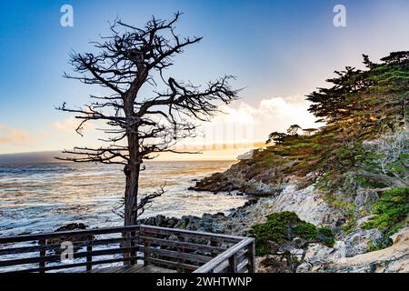 Vue sur la côte à Pebble Beach et Lone Cypress Tree iat 17 miles en voiture, Pebble Beach Banque D'Images