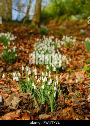 Les gouttes de neige des bois brillent sous le soleil de février. Les gouttes de neige sont des plantes herbacées robustes qui pérennisent par les bulbes souterrains. Ils sont parmi les Earlie Banque D'Images