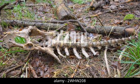 Gros plan photo d'un squelette de cerf dans une forêt, mise au point sélective. Banque D'Images