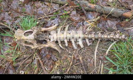 Gros plan photo d'un squelette de cerf dans une forêt, mise au point sélective. Banque D'Images