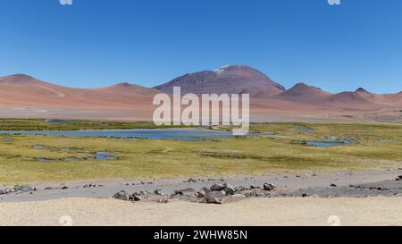 Le paysage idyllique des basses terres de Piedras Rojas avec les lacs salés bleus et les prairies verdoyantes au milieu du désert d'Atacam. Banque D'Images