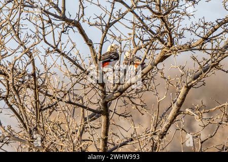 Oiseau tisserand de buffle à tête blanche (Dinemellia dinemelli) perché sur la brousse dans le parc national d'Awash, en Éthiopie Banque D'Images