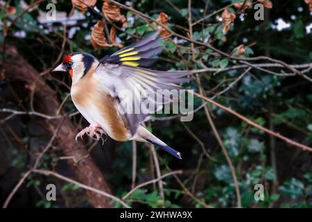 Vue rapprochée d'une charperche européenne (Carduelis carduelis) en vol avec des ailes déployées dans un jardin à Surrey, au sud-est de l'Angleterre, Royaume-Uni en hiver Banque D'Images