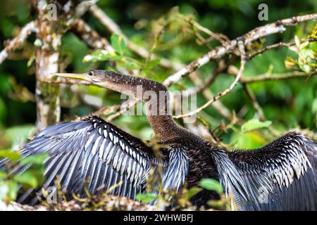 Snakebird, dard, dard américain, ou dinde d'eau, Anhinga anhinga, Costa Rica Banque D'Images