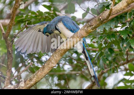 Magpie-jay à gorge blanche, Calocitta formosa, Parque Nacional Rincon de la Vieja, Province de Guanacaste, Costa Rica Banque D'Images