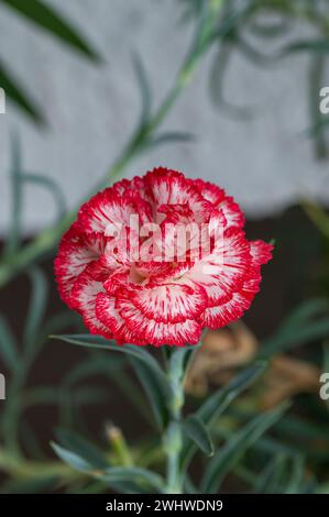 Vue verticale d'un oeillet (Dianthus caryophyllus) dans le jardin Banque D'Images