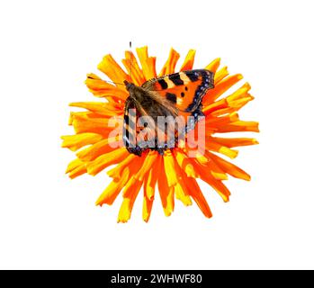 Papillon sur fleur isolé sur fond blanc. Papillon et fleur jaune de cinnia. Banque D'Images
