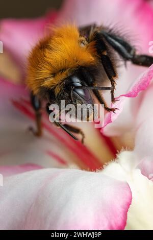 Le bourdon recueille le pollen dans les hanches roses, macro, gros plan. Banque D'Images