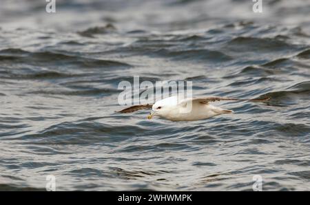 Fulmar nord (Fulmarus glacialis) en vol. Banque D'Images