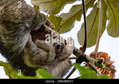 Femelle de paresseux à gorge pâle - Bradypus tridactylus avec bébé pendu dessus de l'arbre, la Fortuna, Costa Rica faune Banque D'Images