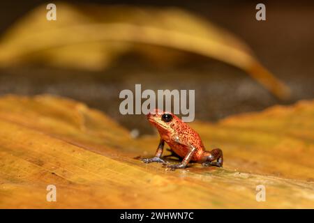 Grenouille poison-fléchette à la fraise, Oophaga pumilio, anciennement Dendrobates pumilio, Tortuguero, Costa Rica faune Banque D'Images