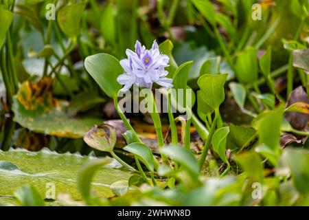 Pontederia crassipes, plante aquatique. Réserve de faune Curu, Costa Rica faune Banque D'Images