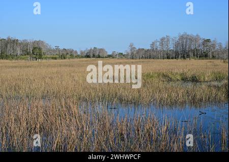 Les zones humides naturelles de Grassy Waters préservent à West Palm Beach, en Floride, un matin d'hiver ensoleillé et clair. Banque D'Images