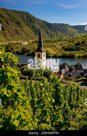 Boucle de Moselle avec vignobles et église Saint Laurentius, Bremm, Rhénanie-Palatinat, Allemagne Europe Banque D'Images