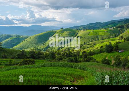Champ de riz en terrasses vert à Chiangmai, Thaïlande Banque D'Images