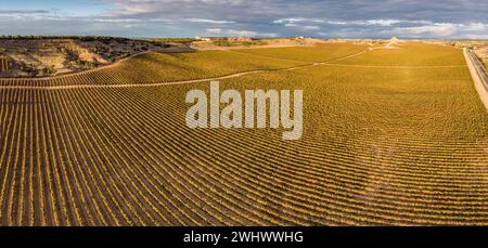 Domaine des vignes Banque D'Images