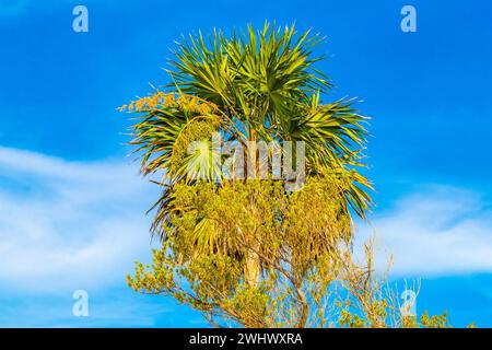 Palmier feuilles des graines fruits d'un exotique vert tropical et Caraïbes Maya Chit palmiers dans la jungle de la forêt tropicale Playa del Carmen Quintana Roo Mexique. Banque D'Images