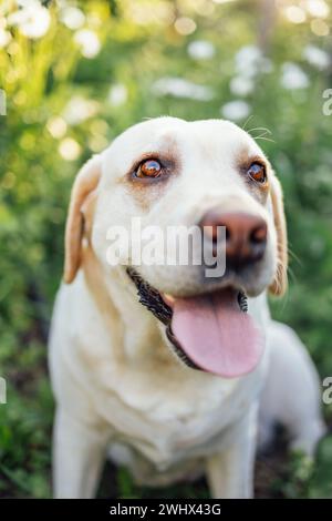 Gros plan d'un labrador retriever doré coupé dans la nature. Un beau chien domestique Banque D'Images