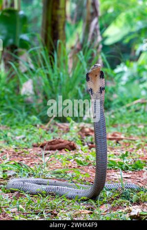 King Cobra en position d'attaque Banque D'Images