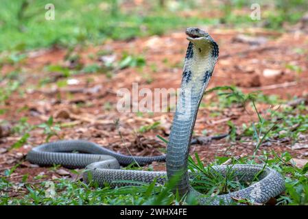 King Cobra en position d'attaque Banque D'Images