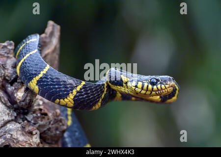 Le serpent de chat à anneau d'or en position d'attaque Banque D'Images