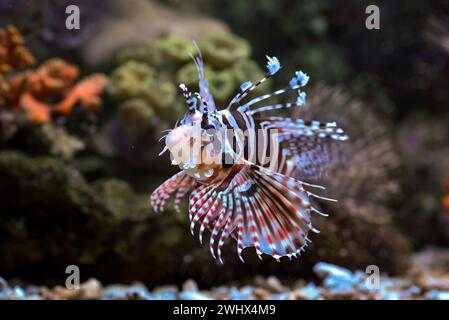 Poisson lion venimeux montrant ses nageoires pointues Banque D'Images
