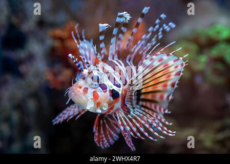 Poisson lion venimeux montrant ses nageoires pointues Banque D'Images