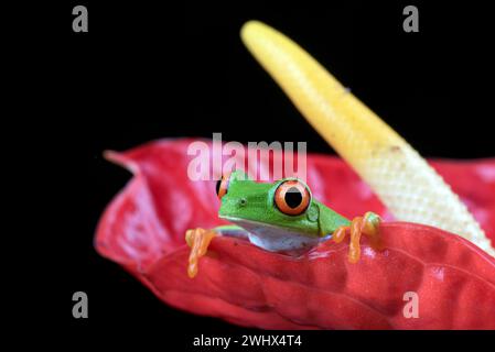 Gros plan photo d'une grenouille arboricole aux yeux rouges Banque D'Images