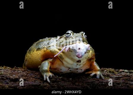 Grenouille de taureau africaine mangeant une souris comme sa proie Banque D'Images