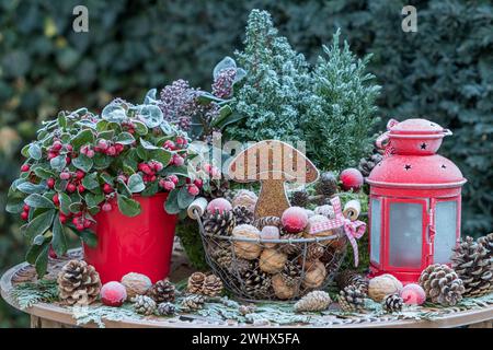 arrangement de jardin de noël avec plantes d'hiver, cônes, lanterne et agaric de mouche de rouille avec gel blanc Banque D'Images