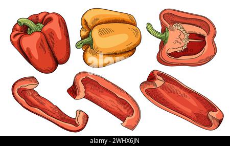 Ensemble de contour de poivre bulgare dessiné à la main tranche de paprika poivre illustration vectorielle de légumes frais isolé sur fond blanc Illustration de Vecteur