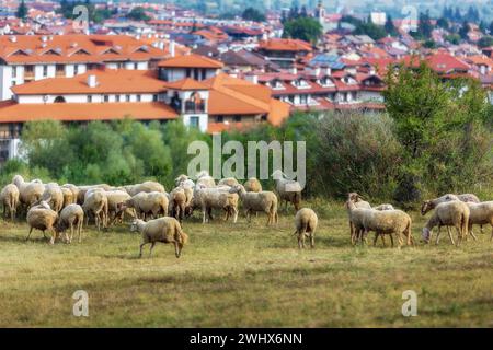 Bansko, Bulgarie et les moutons affluent Banque D'Images