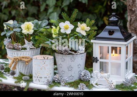 arrangement de jardin de noël avec helleborus niger en pots et lanterne Banque D'Images