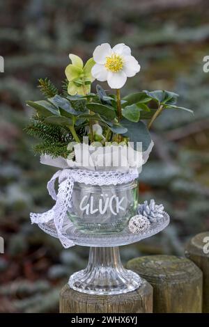 helleborus niger dans un verre comme décoration de jardin d'hiver Banque D'Images