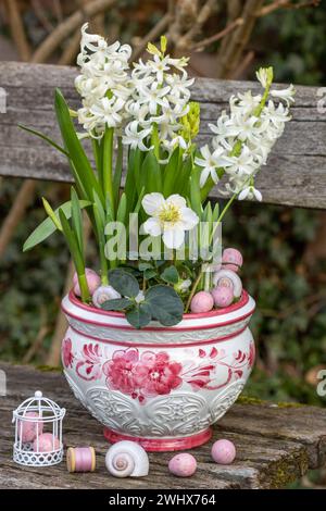 helleborus niger, jacinthes blanches et gouttes de neige dans le pot de plante dans le jardin Banque D'Images