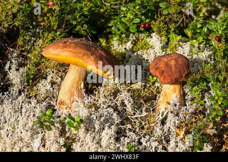 Champignons porcini dans le soleil du soir entre lichen de renne Banque D'Images