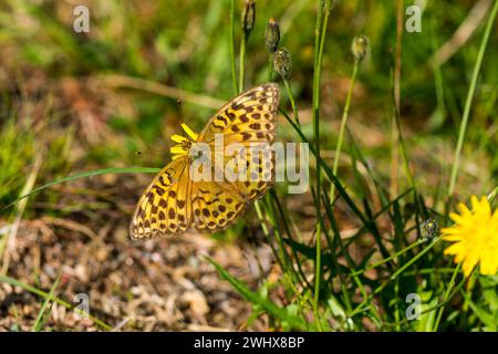 Femelle fritillaire lavée à l'argent Banque D'Images