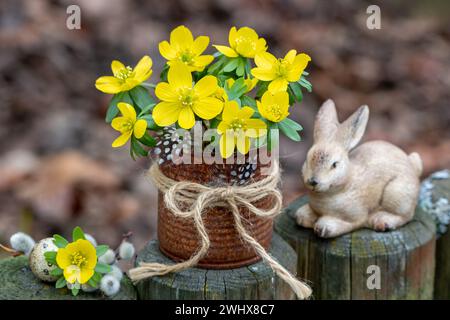 arrangement de pâques avec aconite d'hiver dans le moule de rouille et lapin de pâques Banque D'Images