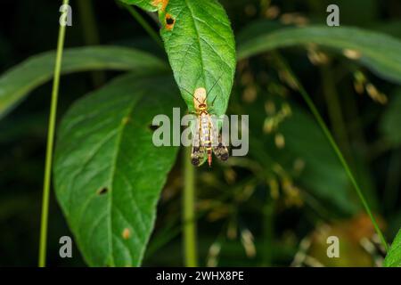 Panorpa cognata famille Panorpidae genre Panorpa Scorpionfly sauvage nature papier peint insecte, image, photographie Banque D'Images