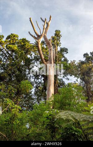 Un arbre Kauri qui a été tué par une maladie de dépérissement des forêts dans la forêt de Waipoua à Aotearoa / Nouvelle-Zélande, te Ika-a-Maui / Île du Nord, te Tai Tokera Banque D'Images