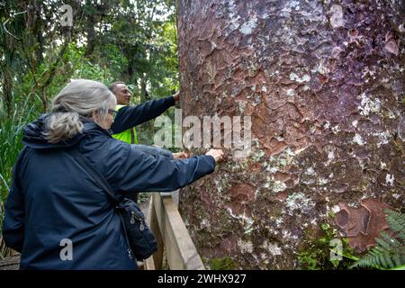 Guide touristique et Māori examinant la texture de l'écorce sur un grand arbre Kauri lors d'une visite en soirée dans l'ancienne forêt Waipoua Kauri à Aotearoa / N. Banque D'Images