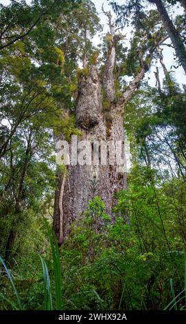 Te Matua Ngahere (Père de la forêt) est un conifère kauri géant (Agathis australis) situé dans la forêt de Waipoua dans la région du Northland, en Nouvelle-Zélande. T Banque D'Images